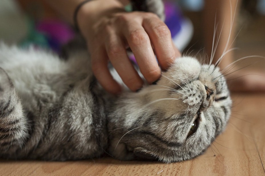 Кошка мурлычет от удовольствия