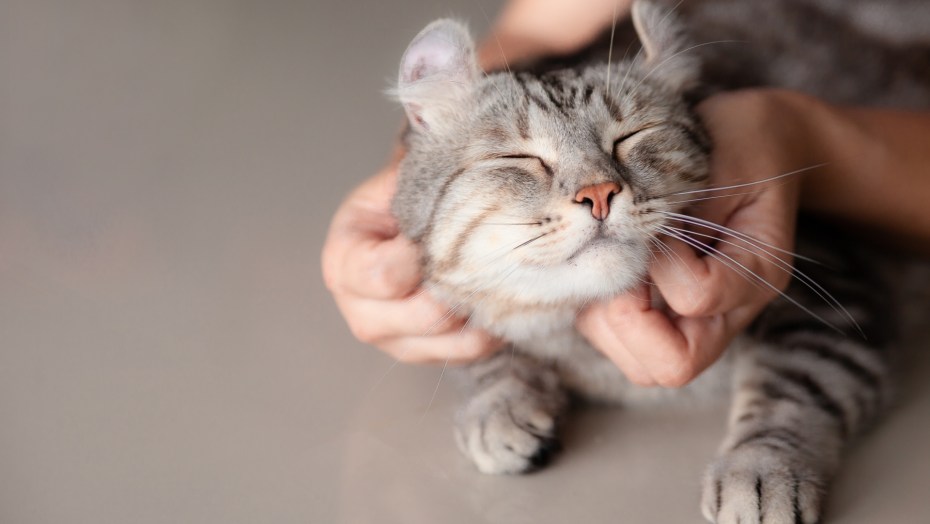 Котика чешут за ушком