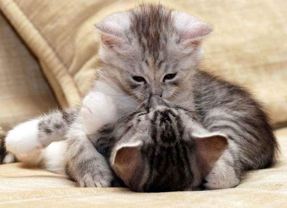 Котики обнимаются