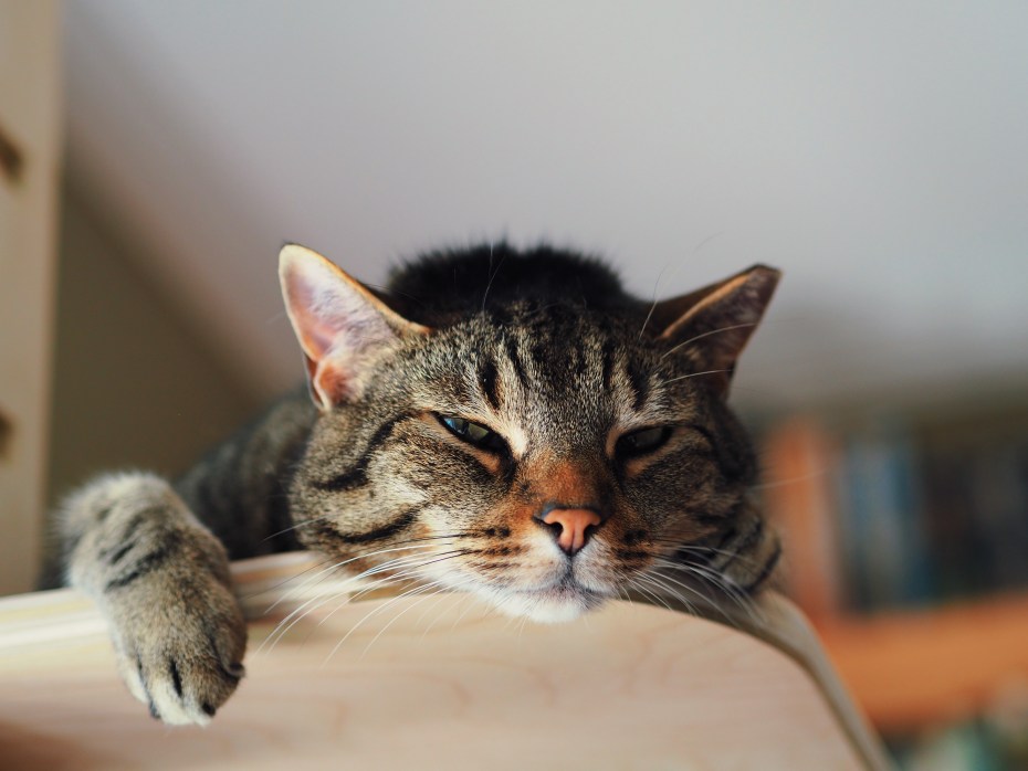 Кот Мерлин мурлыкает