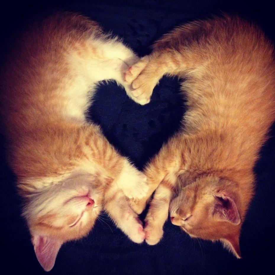 Котики любовь