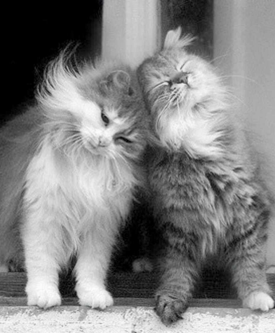 Котики вместе