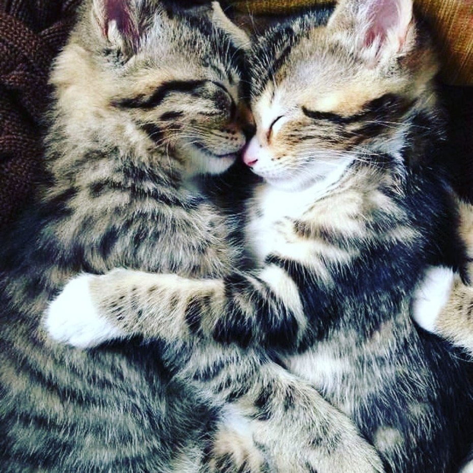 Объятия котят