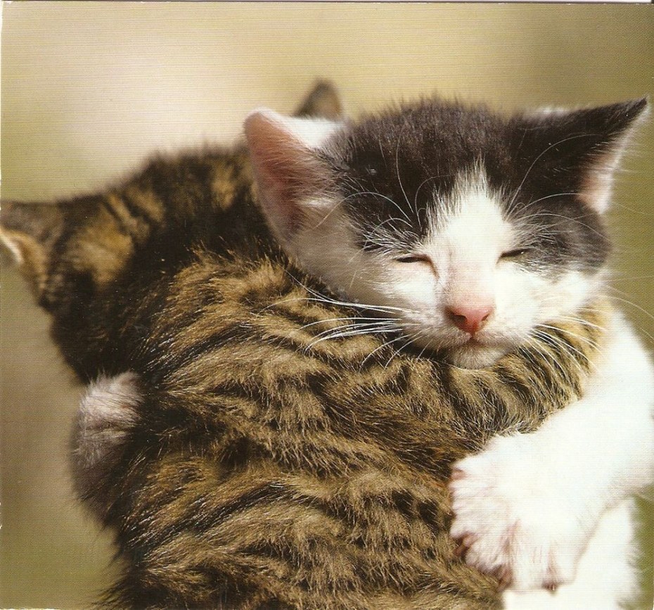 Обнимашки котят