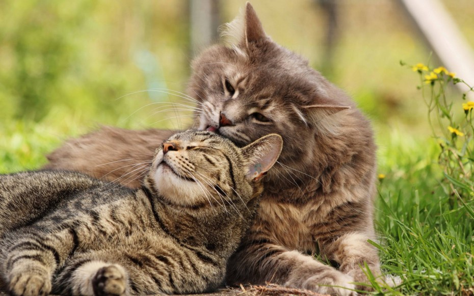 Кот обнимашки