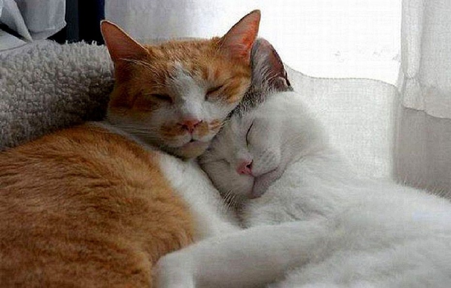 Кошки любовь