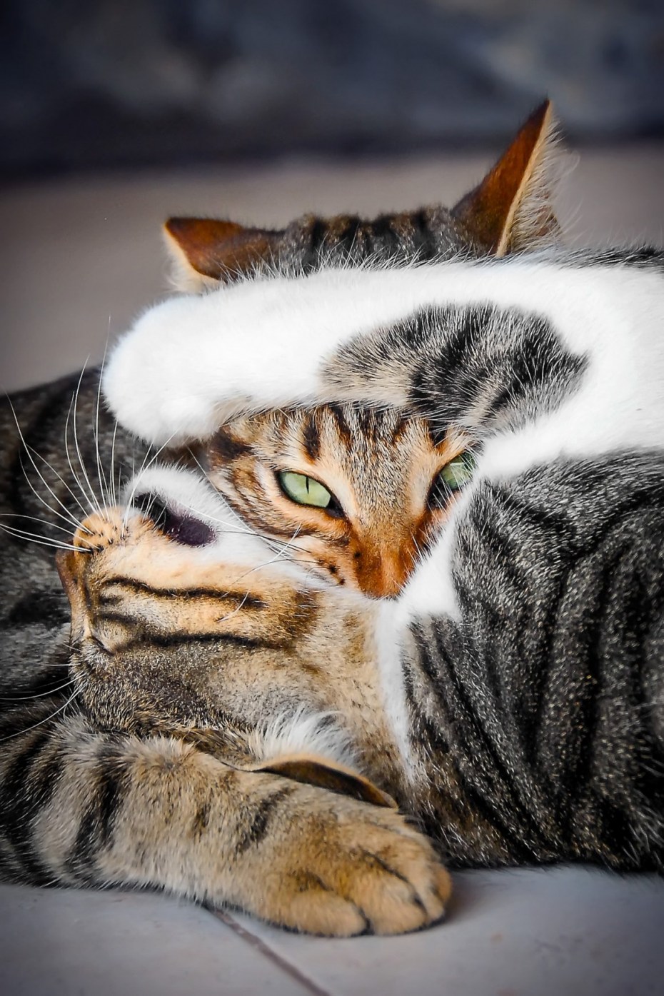 Кошки любовь