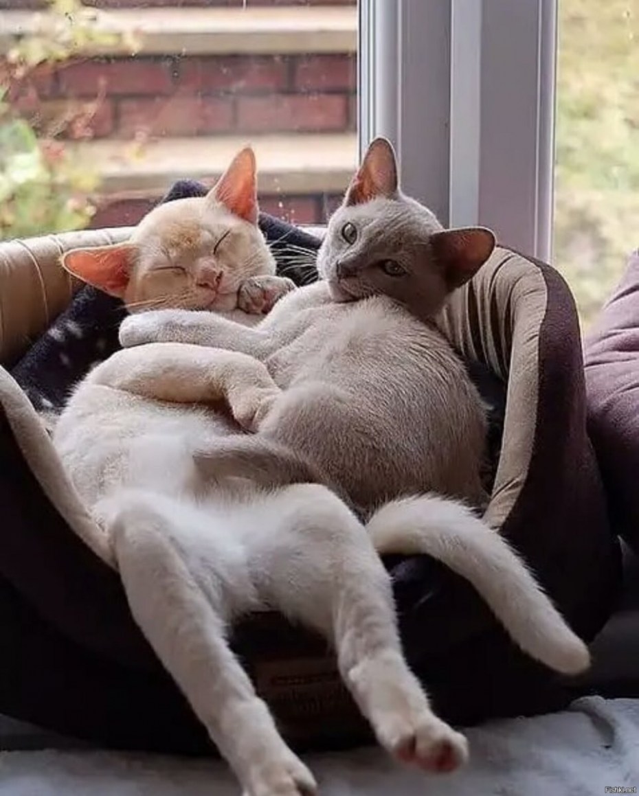 Котята любовь