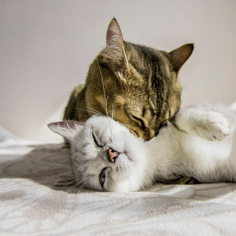 Котики обнимаются