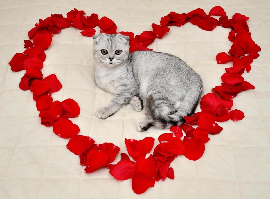 Котики с сердечками
