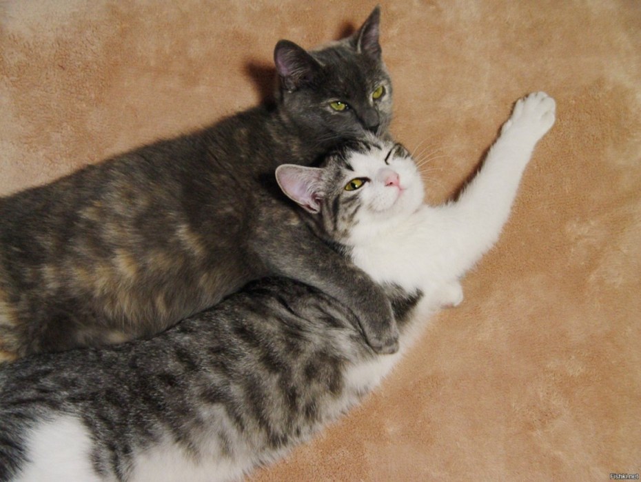 Киса любит котика