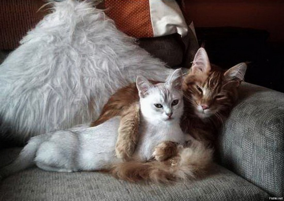 Кошачья любовь