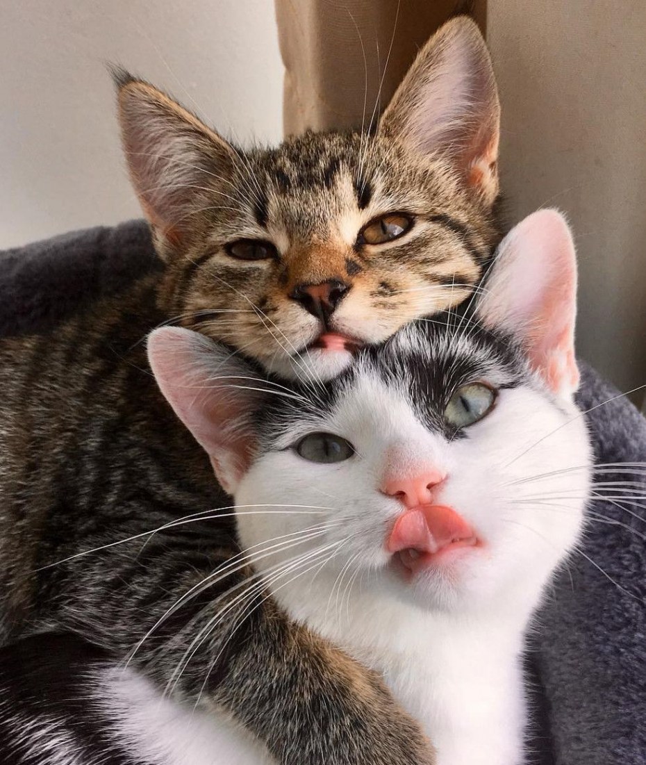 Влюбленные кошки