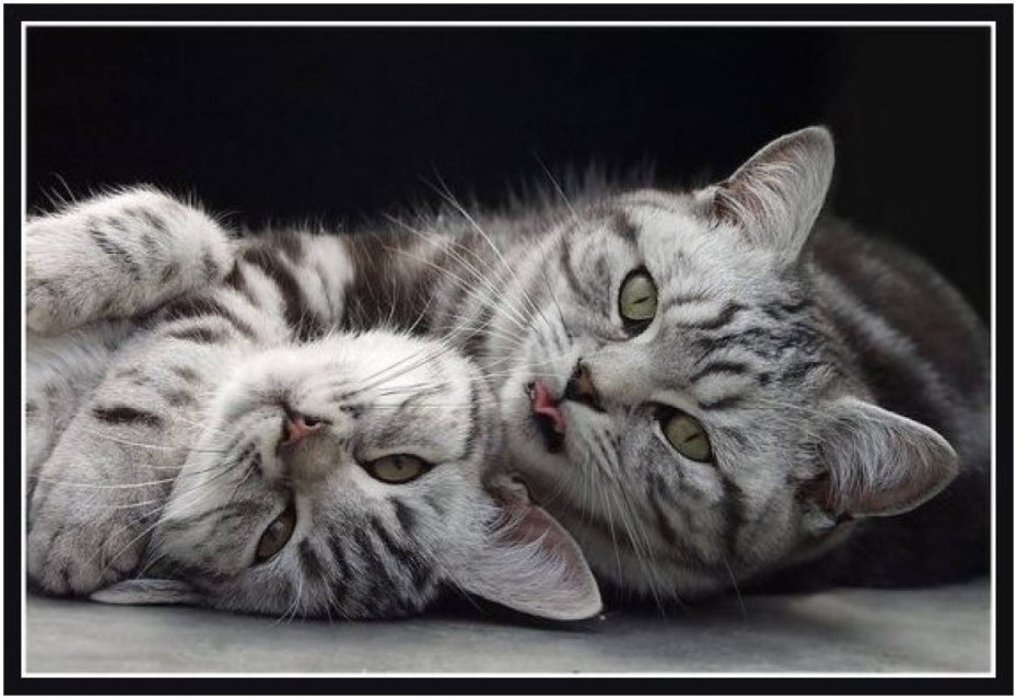 Ласковый котя