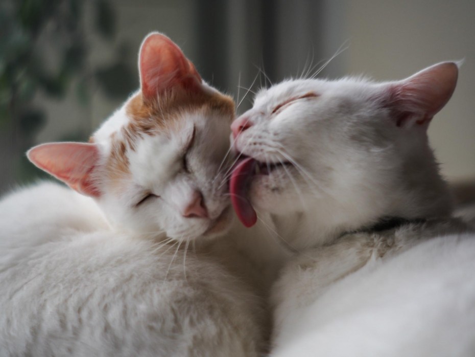 Влюбленные кошки