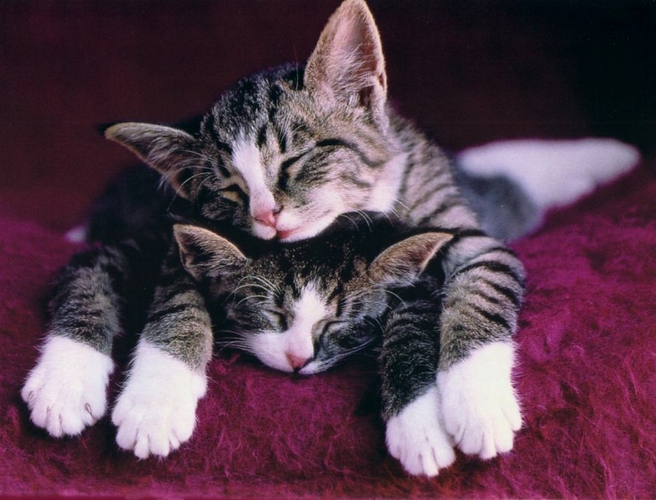Кошка с котятами