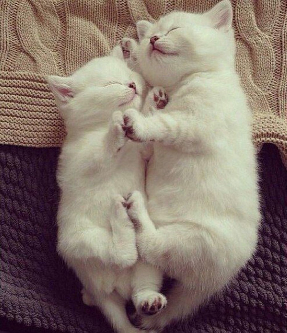 Котики обнимаются