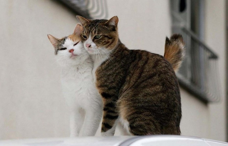 Нежные котята