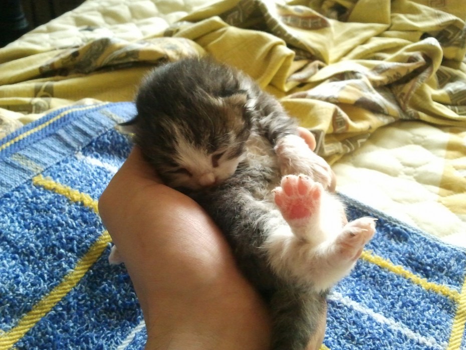 Котенок пьет воду