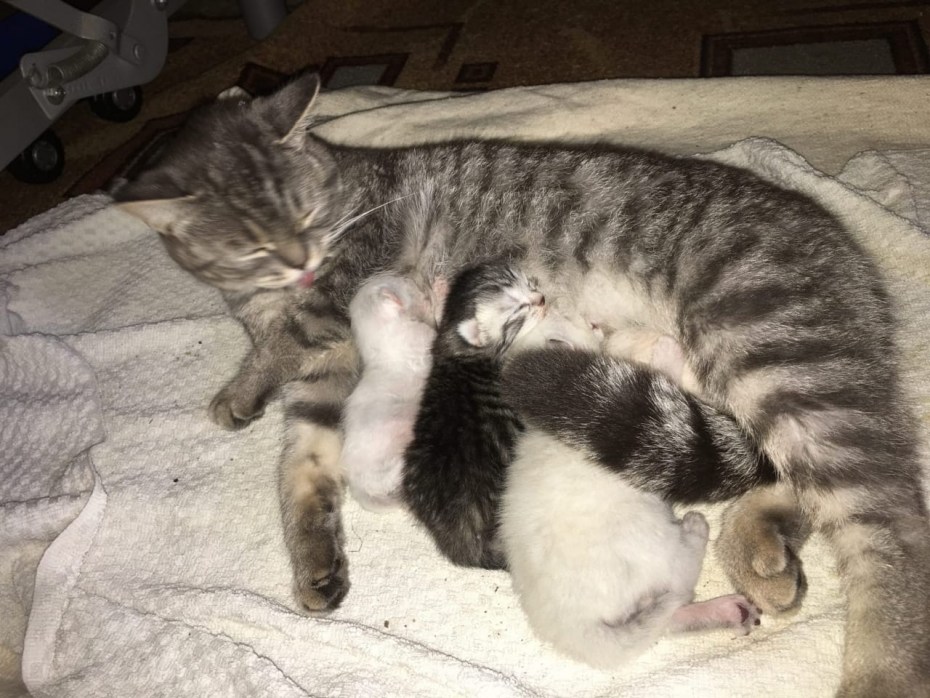 Кормящая кошка
