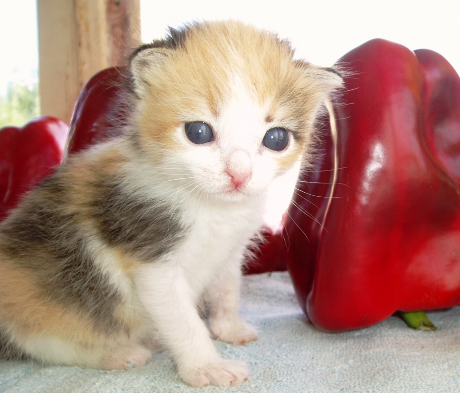 Котенок крошка