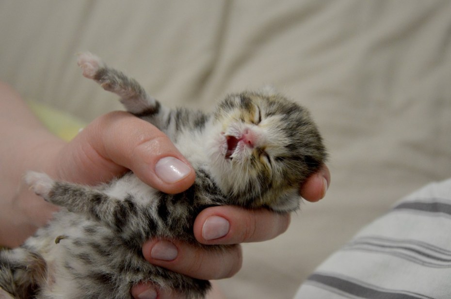 Котята 1 мес .нужен прикорм