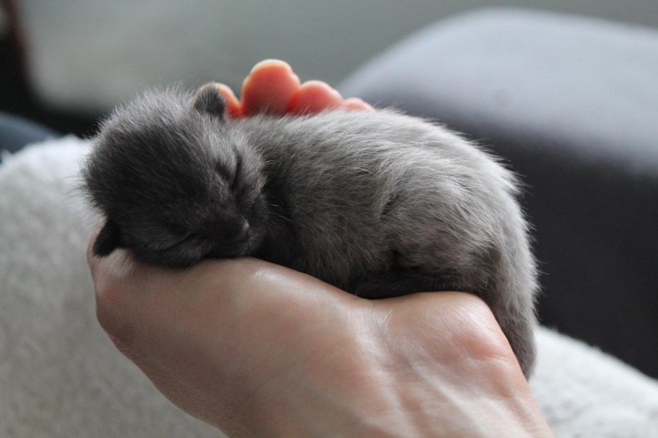 Котята маленькие Новорожденные