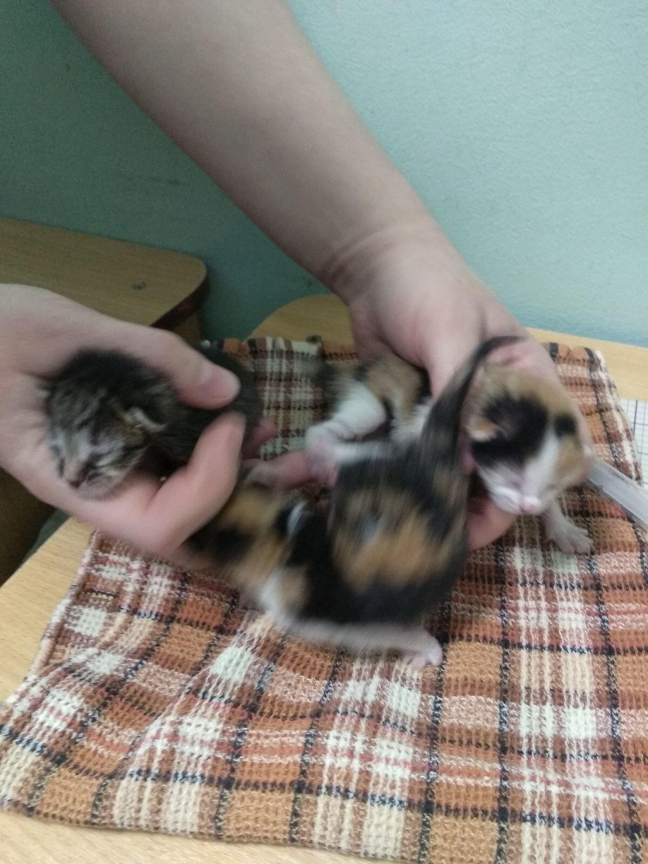 Котенок пьет молоко