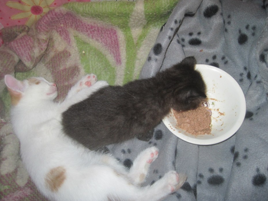 Котенок пьет молоко