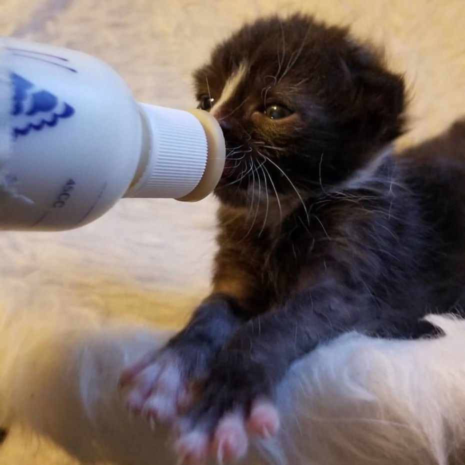 Для вскармливания котят