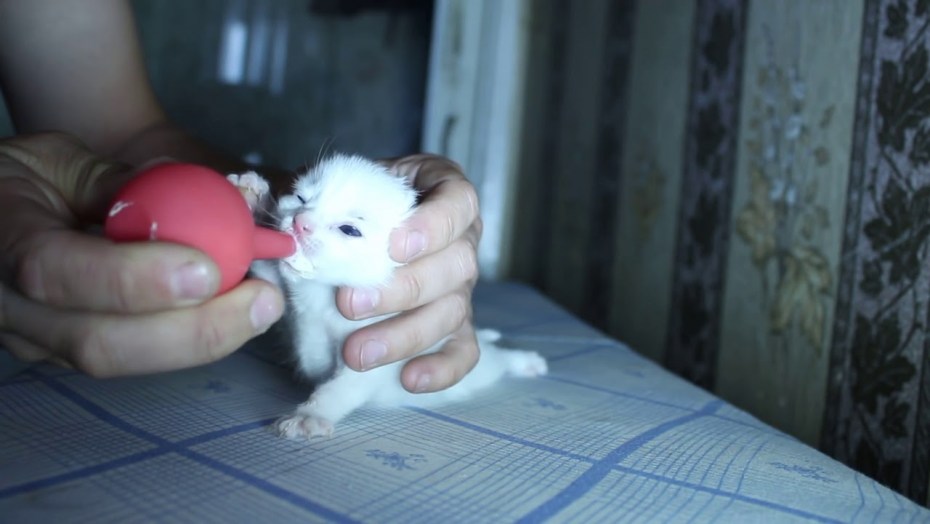 Кошка заботится о котятах