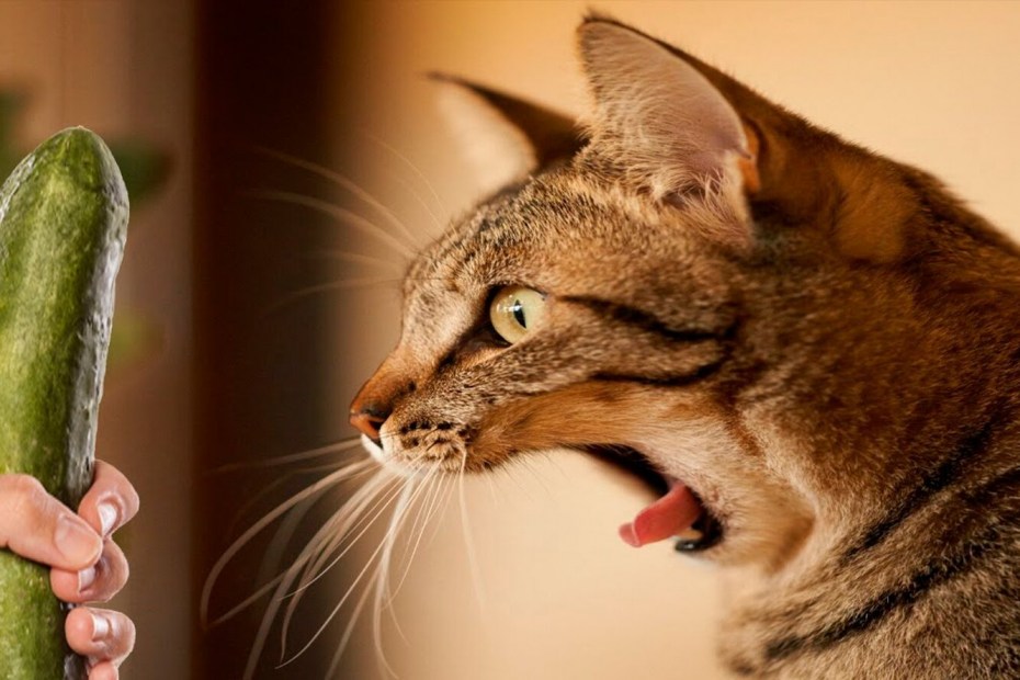 Смешные коты и кошки