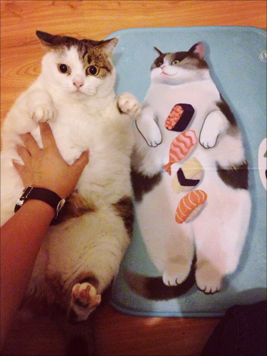 Кот и кошка прикол