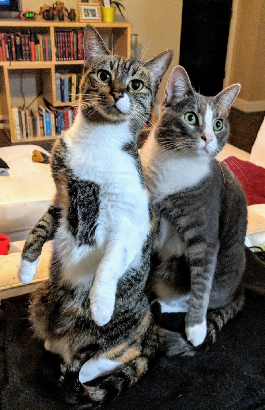 Прикольные коты и кошки