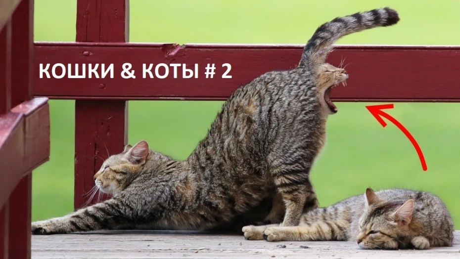 Кот веселится