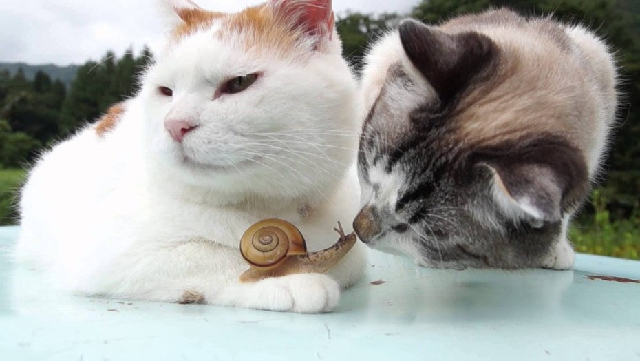 Котенок и улитка