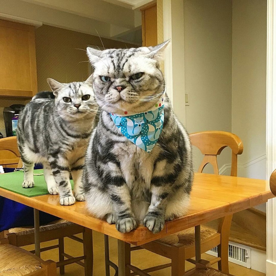 Смешные коты картинки