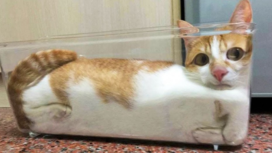 Жидкий кот