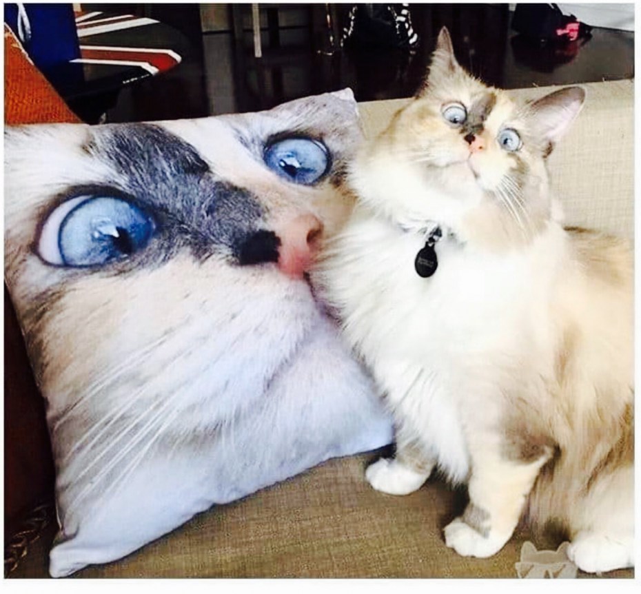 Кот не одобряет