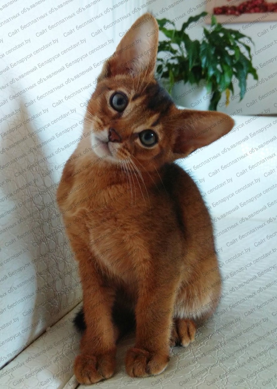 Абиссинский котенок соррель