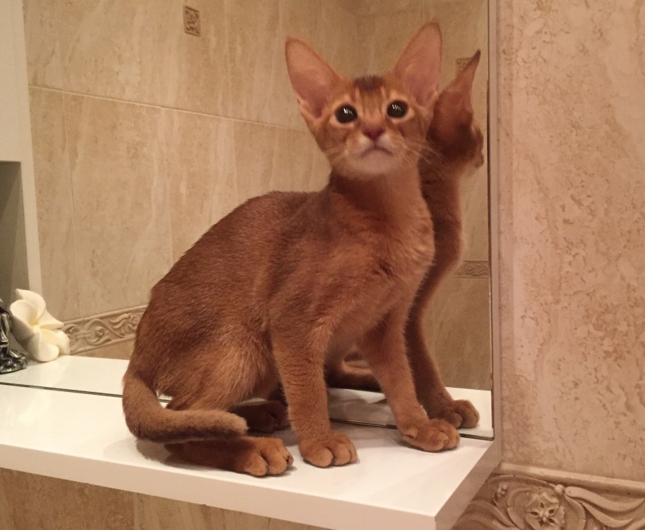 Абиссинская кошка фавн соррель