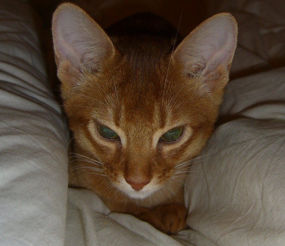 Кошка это сунна