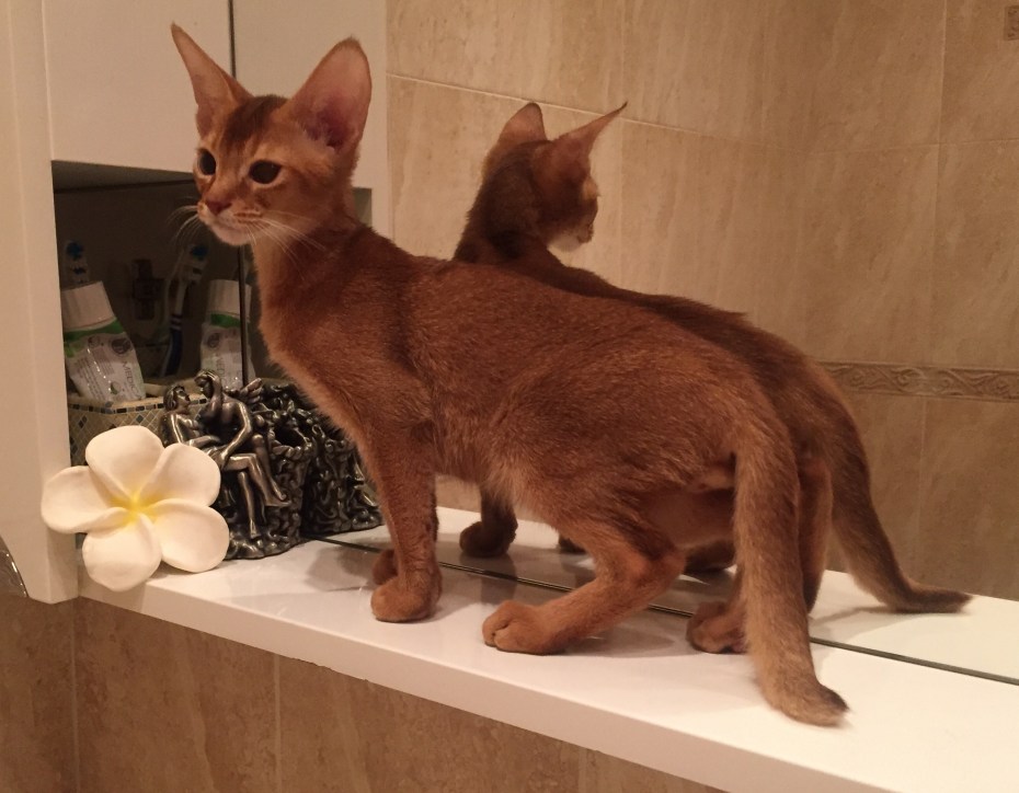 Абиссинская кошка дикий соррель