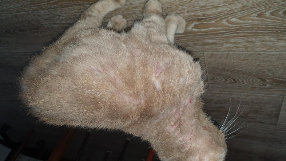 Персидский кот свалялся