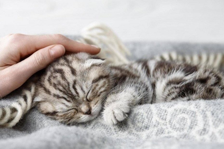 Кот гладит кота