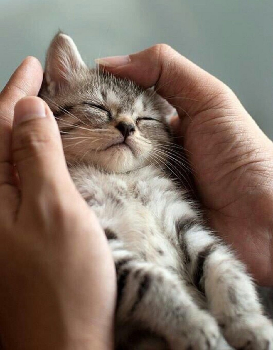 Котик на руках