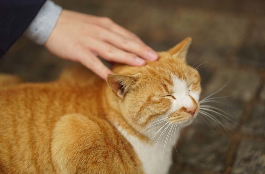 Рука гладит кота