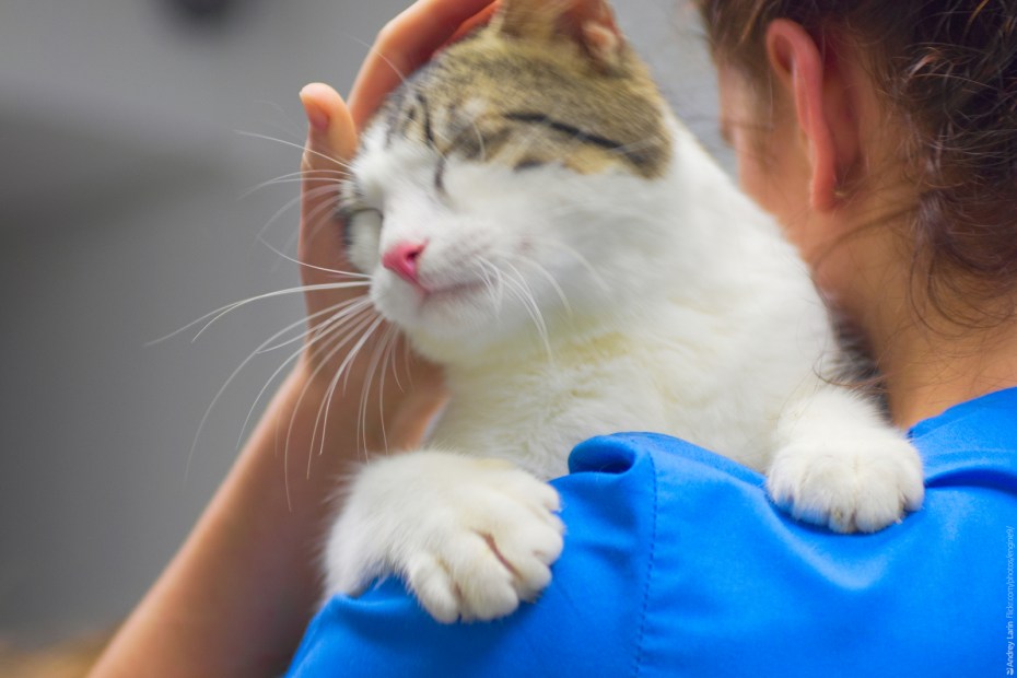 Гладить кошку