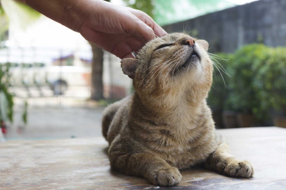 Кошка которую гладят