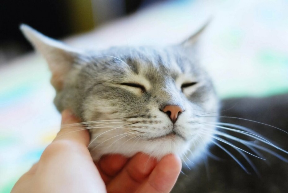 Гладить кошку